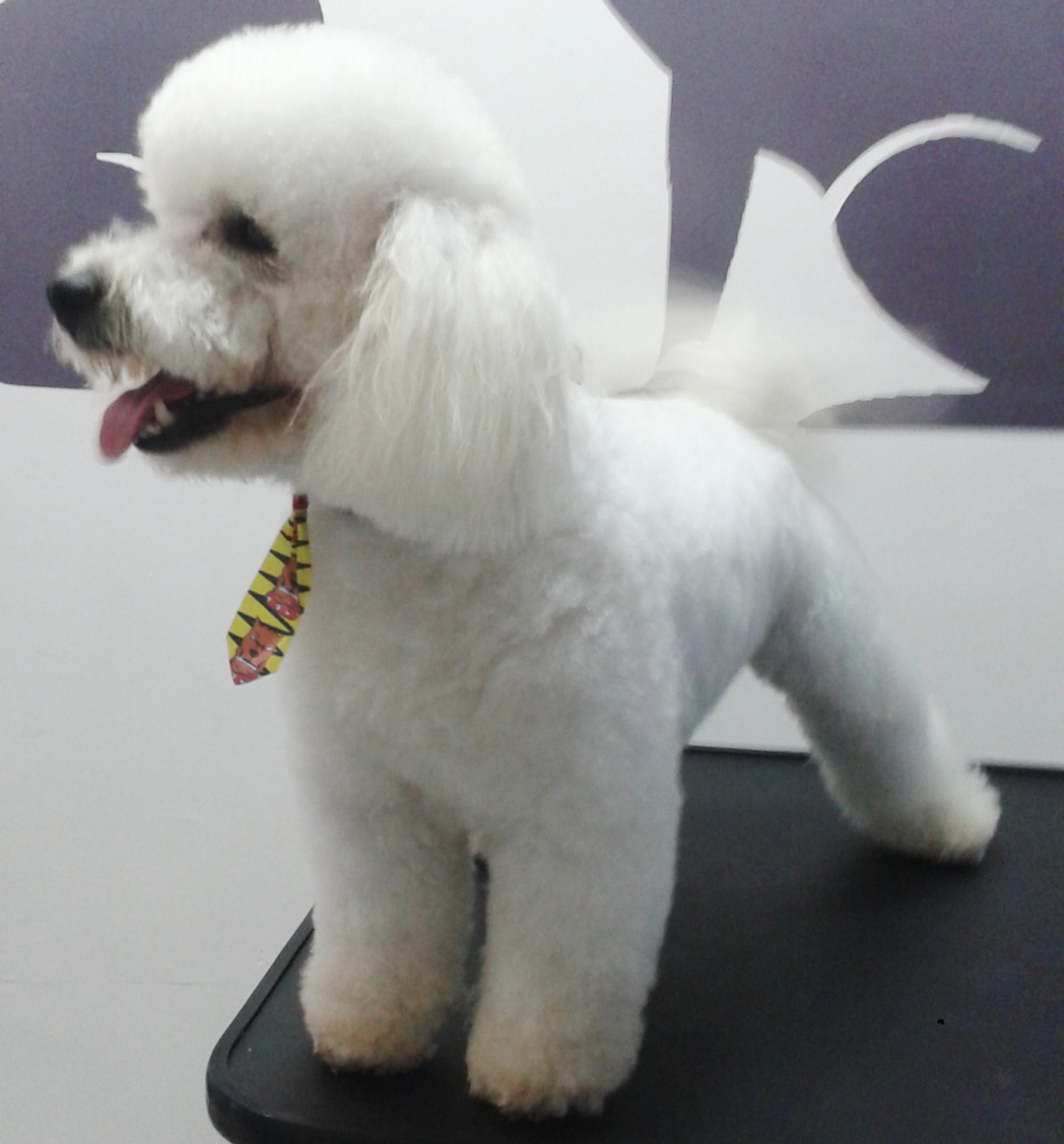 PET STILUS - Foto 2