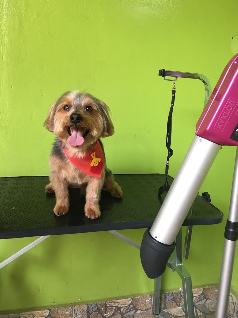 Estética Canina Maktub - Belo Horizonte