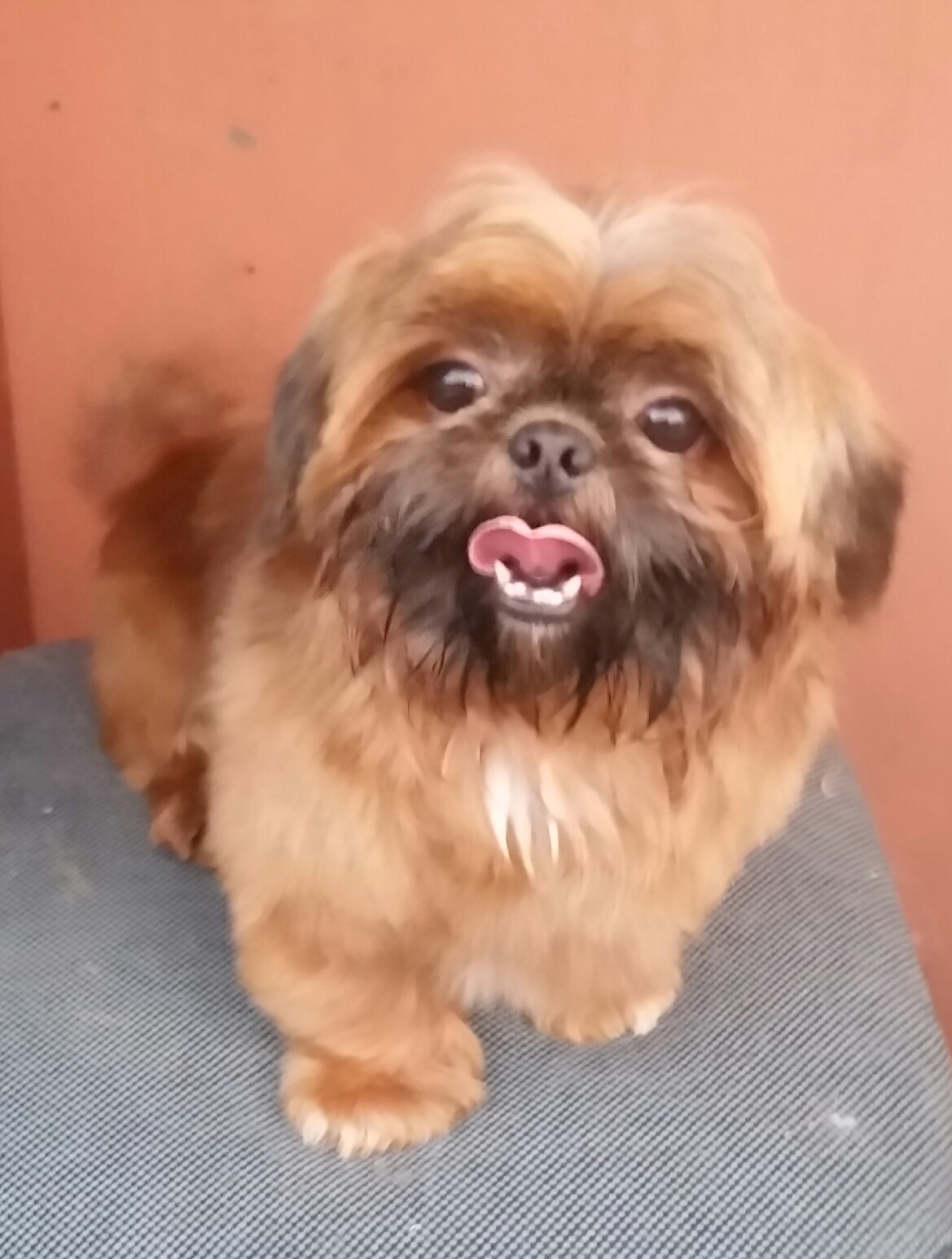 Canil Pelos Brilhantes - Pet Shop em Florianópolis