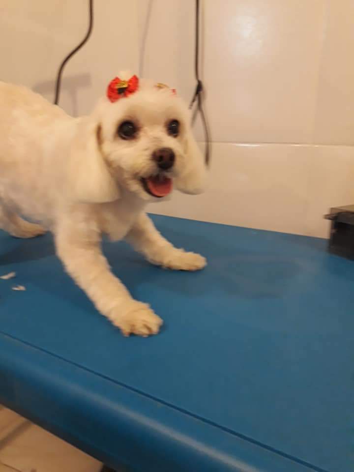 Banho & Tosa SNOOPY DOG 