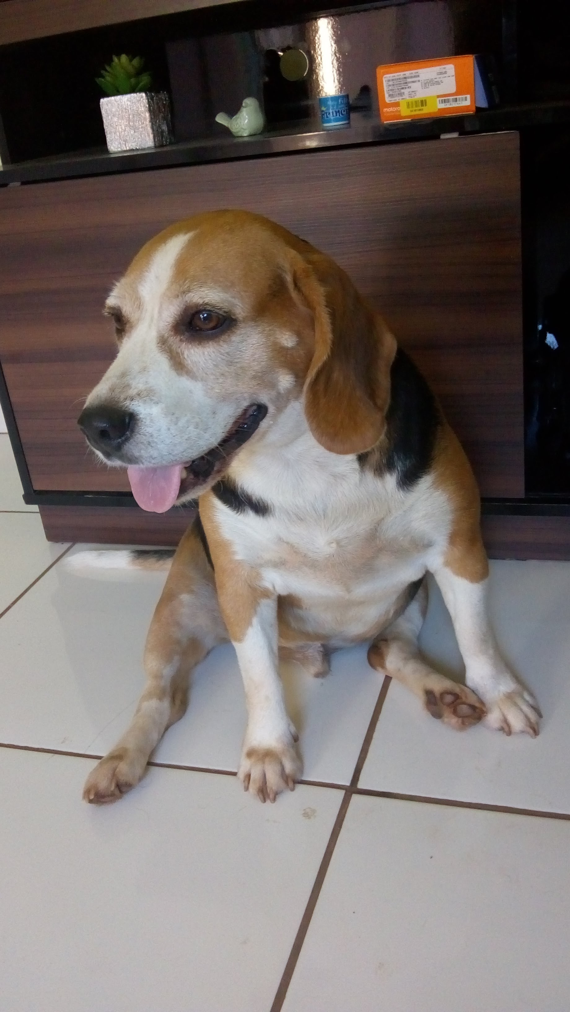 Aline - Pet em Boas Mãos - Pet Shop em Campo Grande