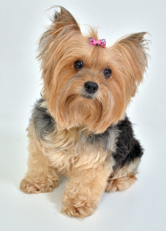 Le Petit Nina Pet Shop - Foto 4