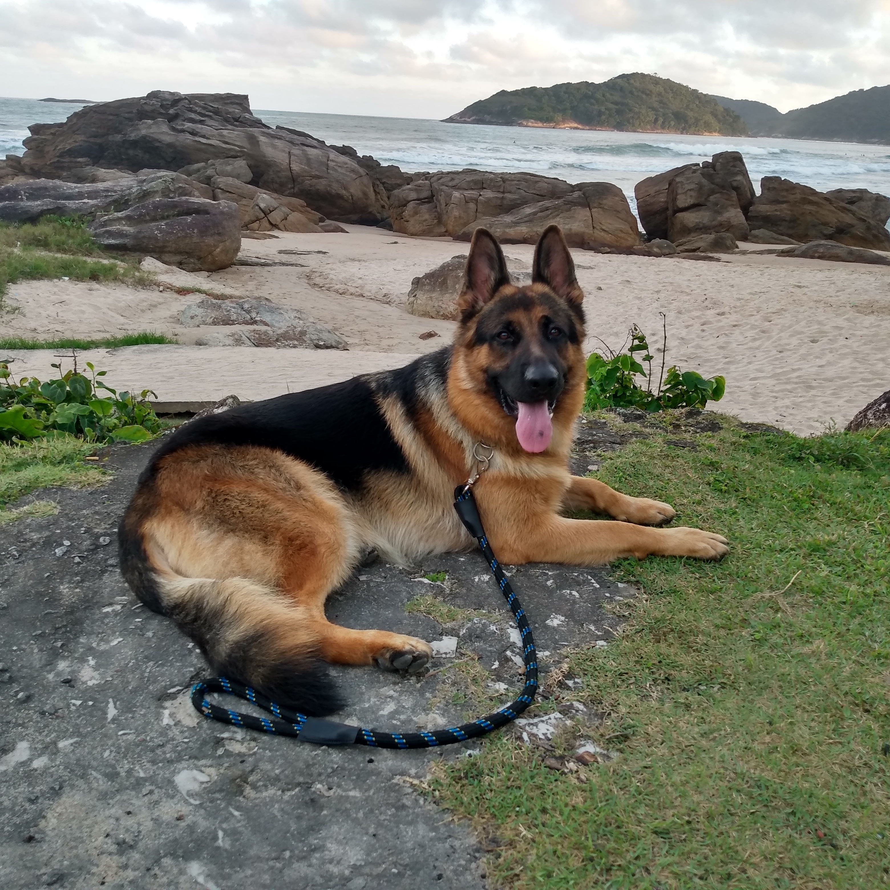 Adestrador de cães 13 98808 1237