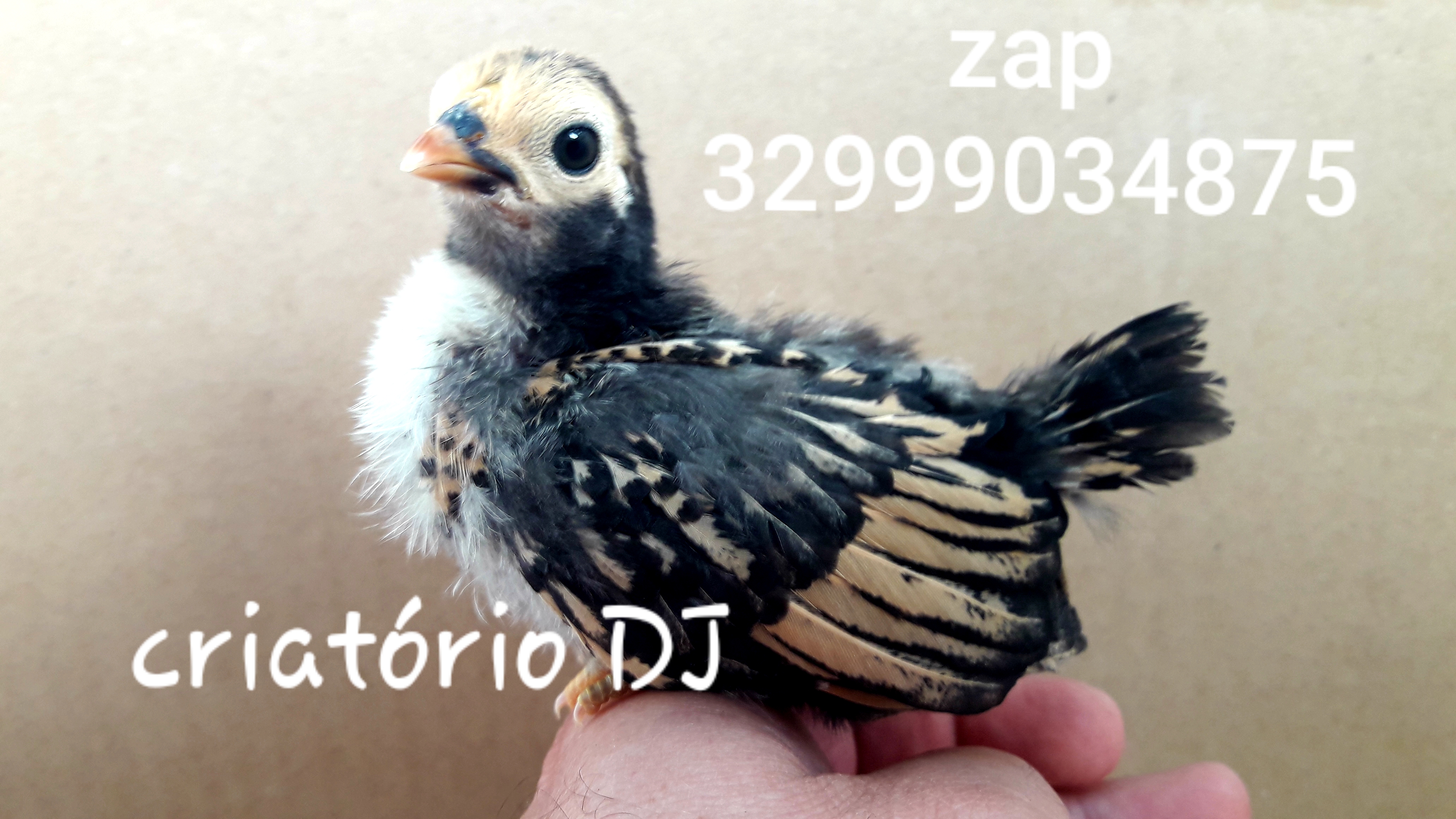 galinhas exoticas ornamentais barroso barbacena são joao del rei minas gerais filhotes ovos galados